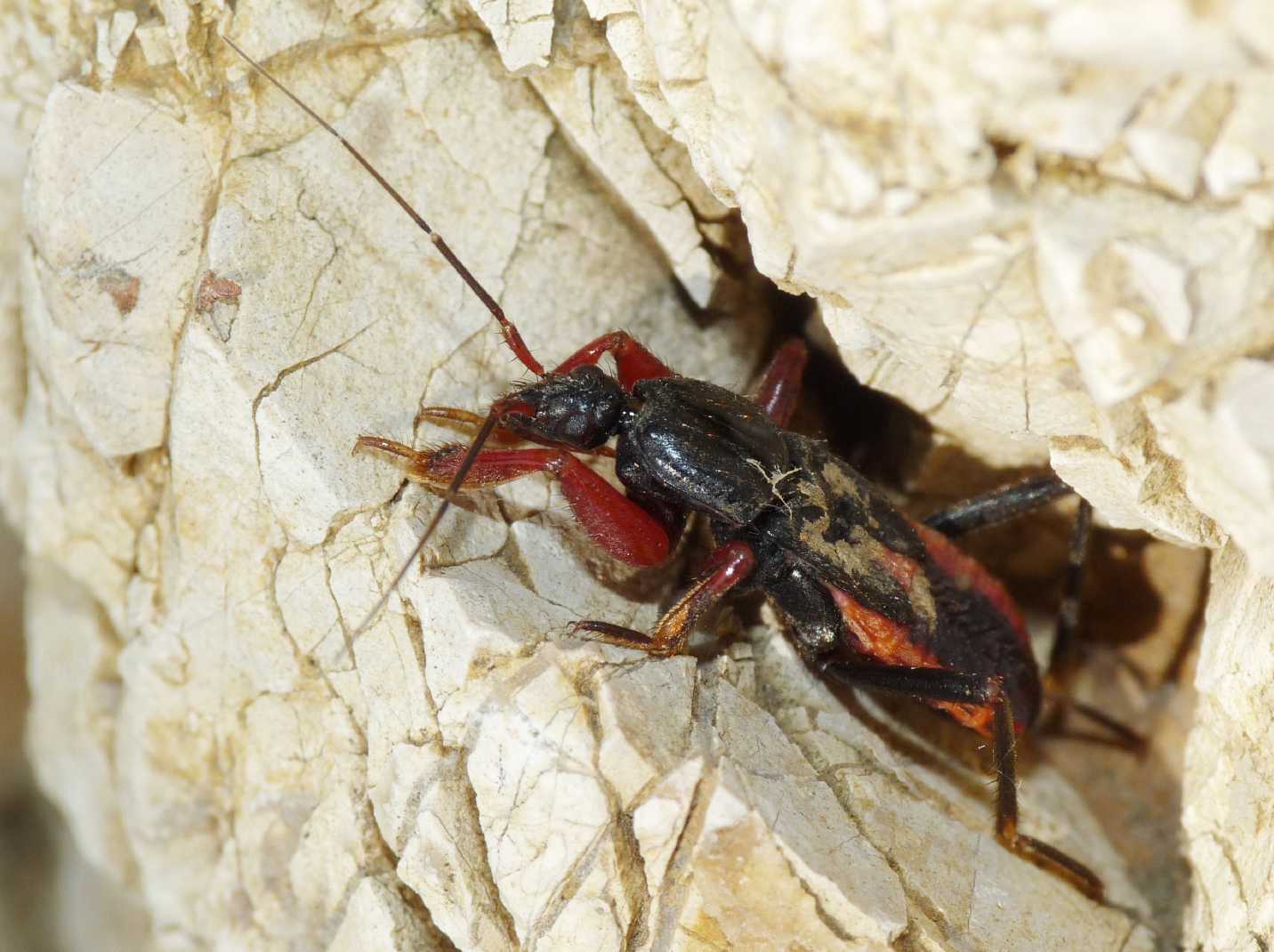 Reduviidae: Ectomocoris ululans, ninfe, del Lazio (Roma)